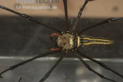 Riesenradnetzspinne, Nephila maculata