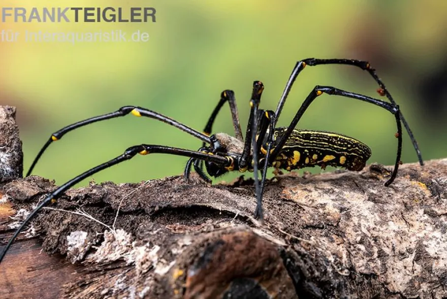 Riesenradnetzspinne, Nephila maculata
