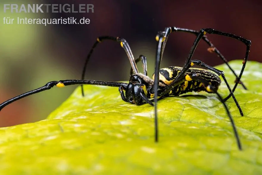 Riesenradnetzspinne, Nephila maculata