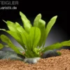 Riesenschwertpflanze, Echinodorus martii "Major", im Topf