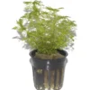 Riesensumpffreund, Limnophila aquatica, im Topf