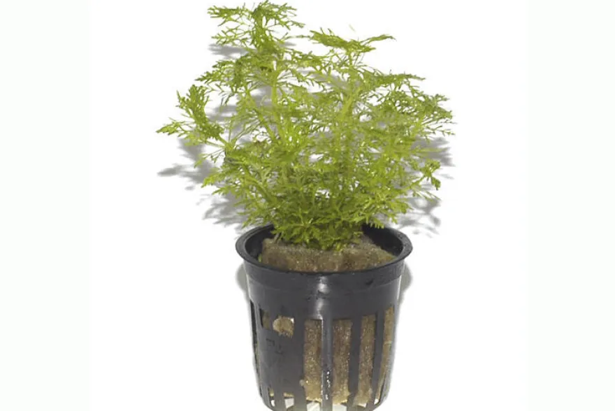 Riesensumpffreund, Limnophila aquatica, im Topf