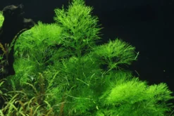 Riesensumpffreund, Limnophila aquatica, im Topf