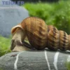 Riesen-Turmdeckelschnecke, Brotia herculea