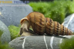Riesen-Turmdeckelschnecke, Brotia herculea