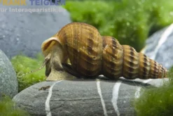 Riesen-Turmdeckelschnecke, Brotia herculea