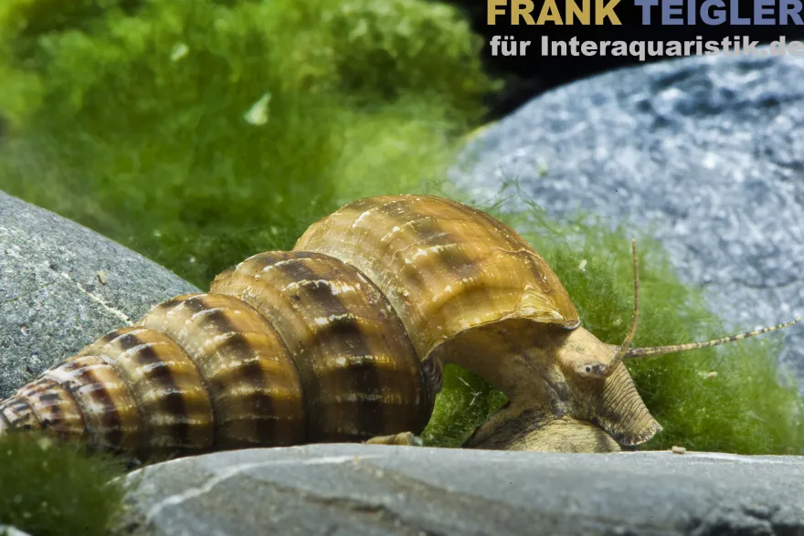 Riesen-Turmdeckelschnecke, Brotia herculea