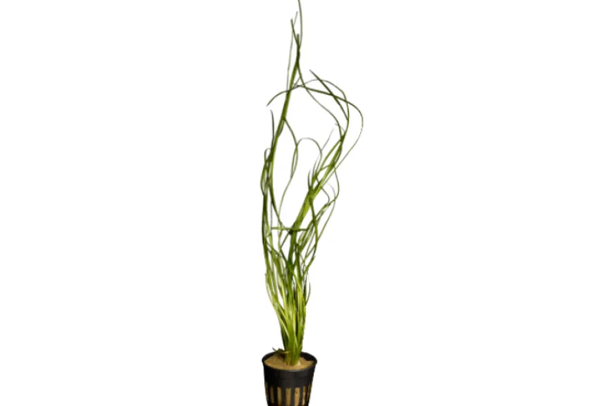 Riesenvallisnerie, Vallisneria australis, im Topf