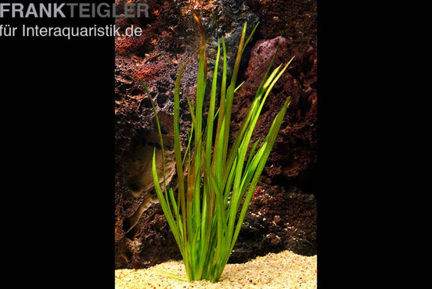 Riesenvallisnerie, Vallisneria australis, im Topf