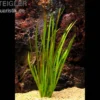 Riesenvallisnerie, Vallisneria americana "gigantea", Bund