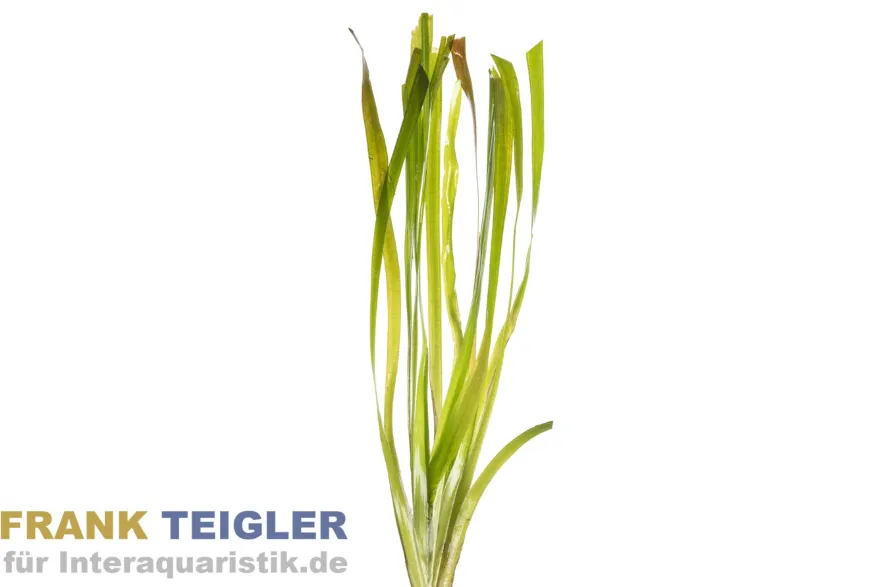 Riesenvallisnerie, Vallisneria americana "gigantea", Bund