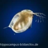 Riesenwasserfloh, Daphnia magna, Zuchtansatz