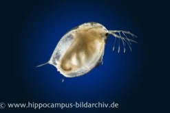 Riesenwasserfloh, Daphnia magna, Zuchtansatz