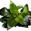 Riesenwasserfreund "Nomaphila", Hygrophila corymbosa, im Topf