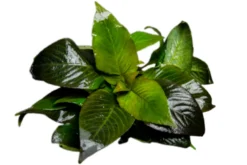 Riesenwasserfreund "Nomaphila", Hygrophila corymbosa, im Topf
