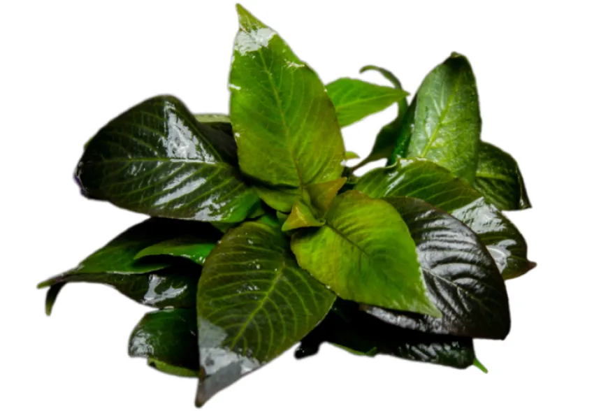 Riesenwasserfreund "Nomaphila", Hygrophila corymbosa, im Topf