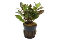 Riesenwasserfreund "Nomaphila", Hygrophila corymbosa, im Topf