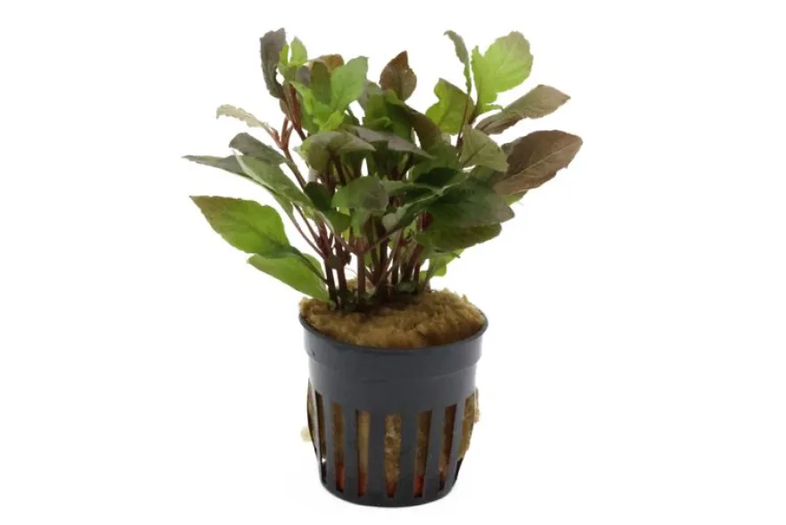 Riesenwasserfreund "Nomaphila", Hygrophila corymbosa, im Topf