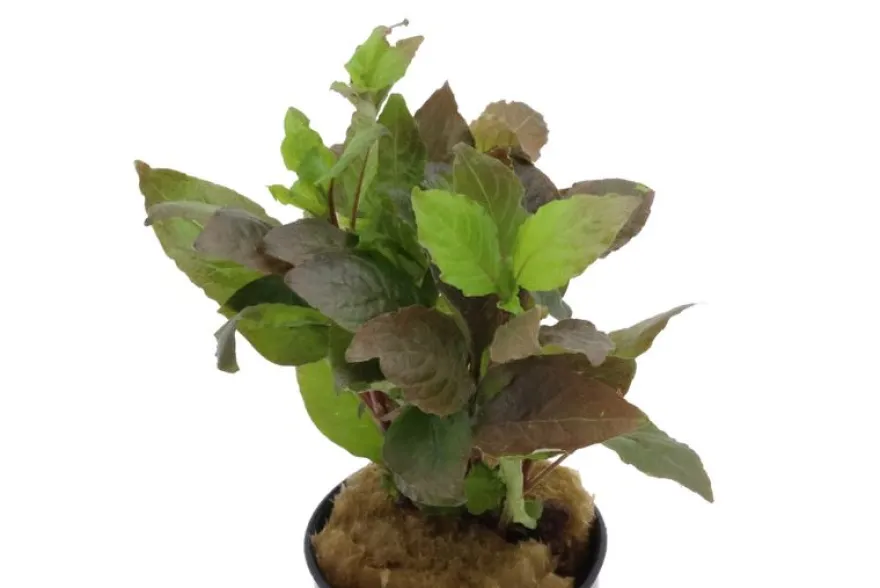 Riesenwasserfreund "Nomaphila", Hygrophila corymbosa, im Topf