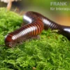 Riesiger Feuer-Tausendfüßer, Pelmatojulus excisus