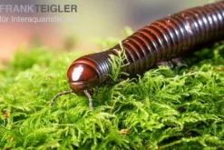 Riesiger Feuer-Tausendfüßer, Pelmatojulus excisus
