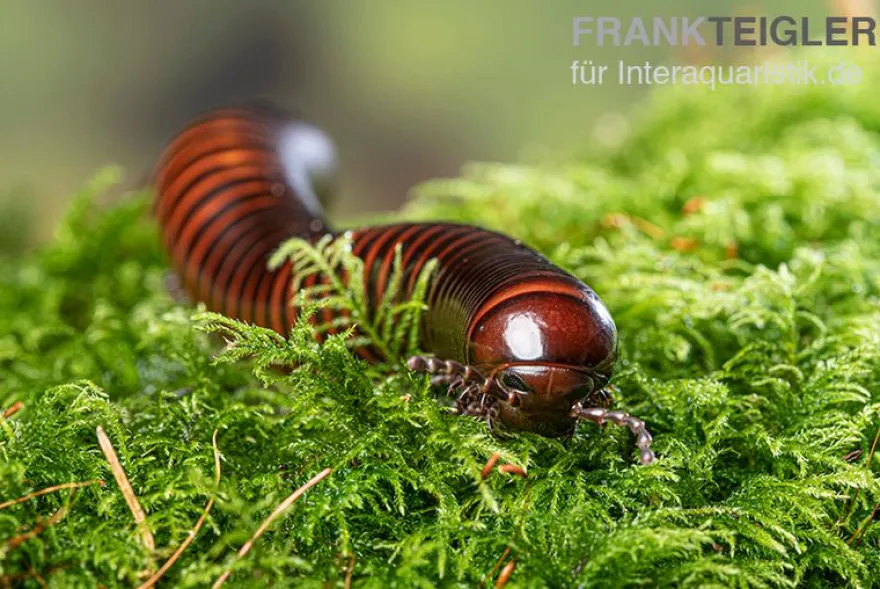 Riesiger Feuer-Tausendfüßer, Pelmatojulus excisus