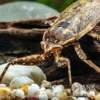 Riesige Unterwasser-Wanze, Lethocerus africanus
