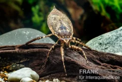 Riesige Unterwasser-Wanze, Lethocerus africanus
