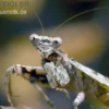 Rindenmantis, Theopompa servillei