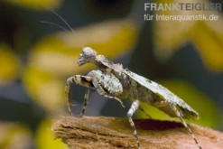 Rindenmantis, Theopompa servillei