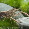 Ringelhandgarnele, Macrobrachium assamense