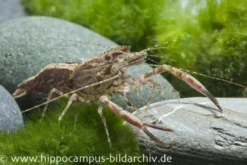 Ringelhandgarnele, Macrobrachium assamense