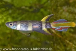Ringelhechtling, Epiplatys annulatus (Minifisch)