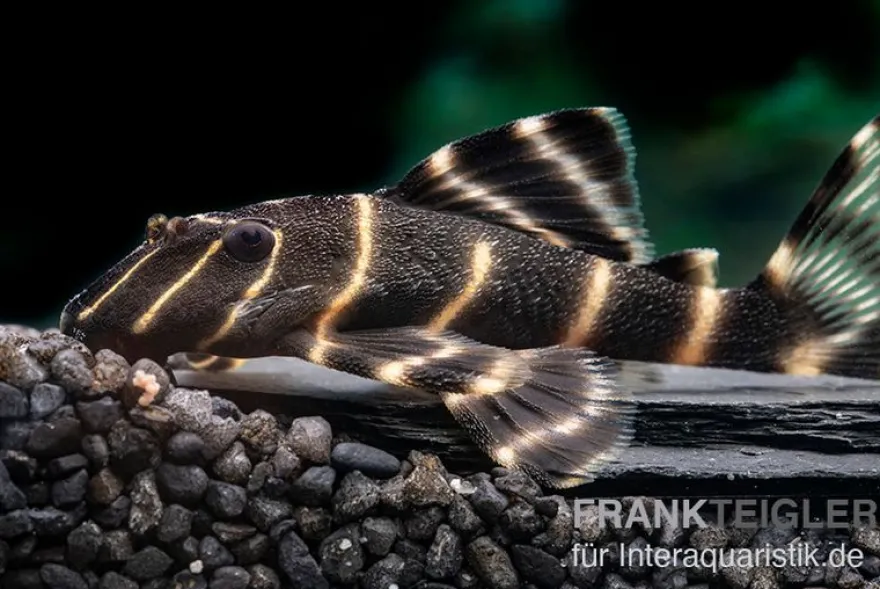 Ringelsocken-Harnischwels, L204, Panaqolus albivermis "Flash Pleco" 4-5 cm
