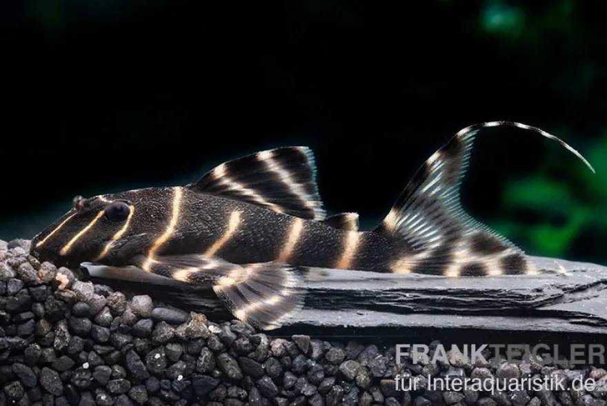 Ringelsocken-Harnischwels, L204, Panaqolus albivermis "Flash Pleco" 4-5 cm