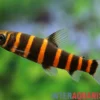 Ringelsocken-Kopfsteher, Synaptolaemus latofasciatus (Zebra-Kopfsteher)