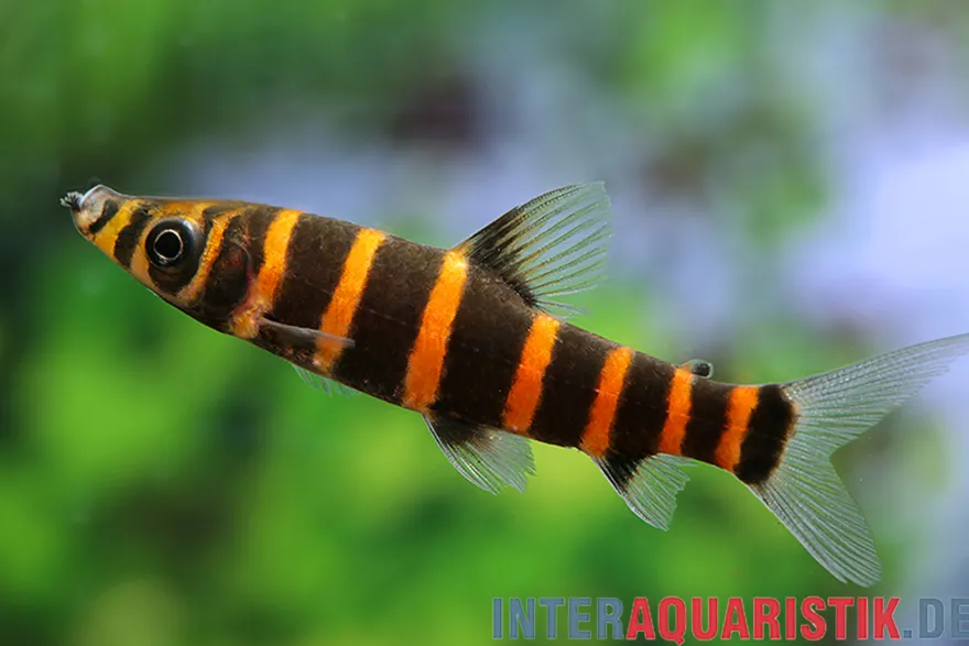 Ringelsocken-Kopfsteher, Synaptolaemus latofasciatus (Zebra-Kopfsteher)