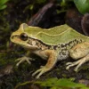 Riobamba-Beutelfrosch, Gastrotheca riobambae