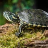 Rio-Grande-Schmuckschildkröte, Pseudemys gorzugi