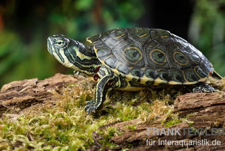 Rio-Grande-Schmuckschildkröte, Pseudemys gorzugi