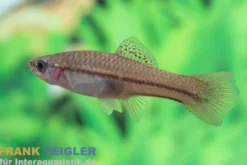 Rio Jalapa-Schwertträger, Xiphophorus hellerii rio jalapa