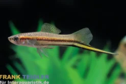 Rio Jalapa-Schwertträger, Xiphophorus hellerii rio jalapa