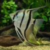 Rio Nanay Peru Skalar, Pterophyllum scalare "Rio Nanay"