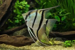 Rio Nanay Peru Skalar, Pterophyllum scalare "Rio Nanay"