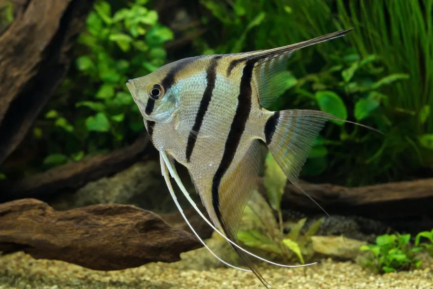 Rio Nanay Peru Skalar, Pterophyllum scalare "Rio Nanay"