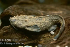 Rio Negro Bratpfannenwels, Amaralia hypsiura (Rarität!)