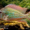 Rio-Negro-Erdfresser, Geophagus winemilleri