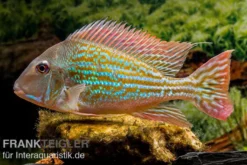 Rio-Negro-Erdfresser, Geophagus winemilleri