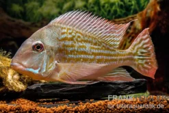 Rio-Negro-Erdfresser, Geophagus winemilleri