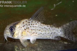 Rio-Negro-Panzerwels, Corydoras kanei